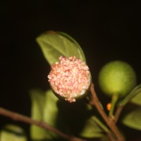 Ficus diversiformis Miq.